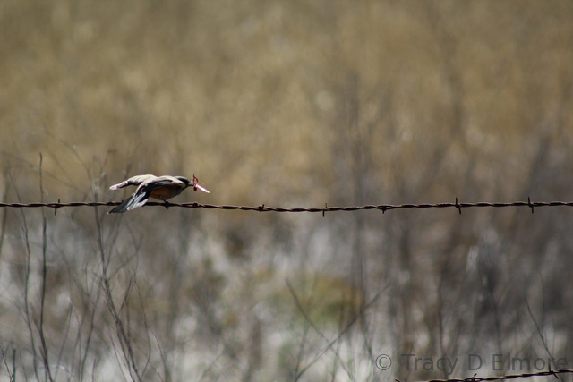 Watermarked Photograph of a Bird on a Wire Struggling with a Bug
