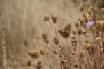 Picture of flower seed heads with soft beige grasses background