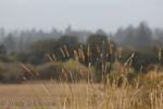 Photo of Fall Grasses with Multi Layered Forest Background