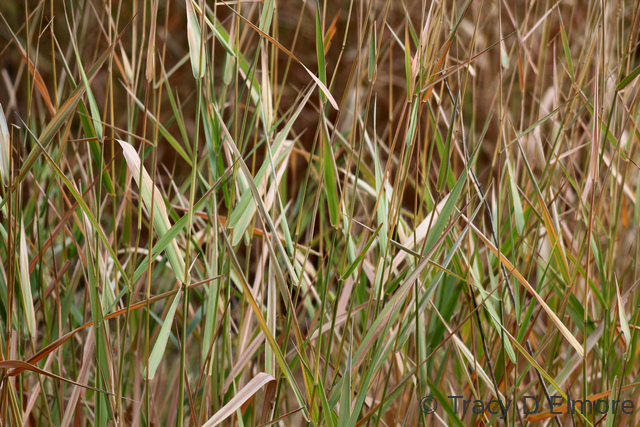 Photo of Fall Green and Dried Grass Pattern