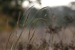 photo of grasses with blurred forest background