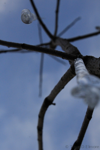 Icicle Ornament in Branches from Below