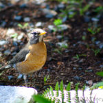 Closeup of a bird, Robin, looking at the camera in the garden