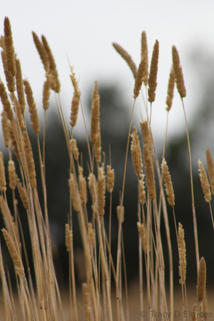 photo of Fall Upright Dried Grasses
